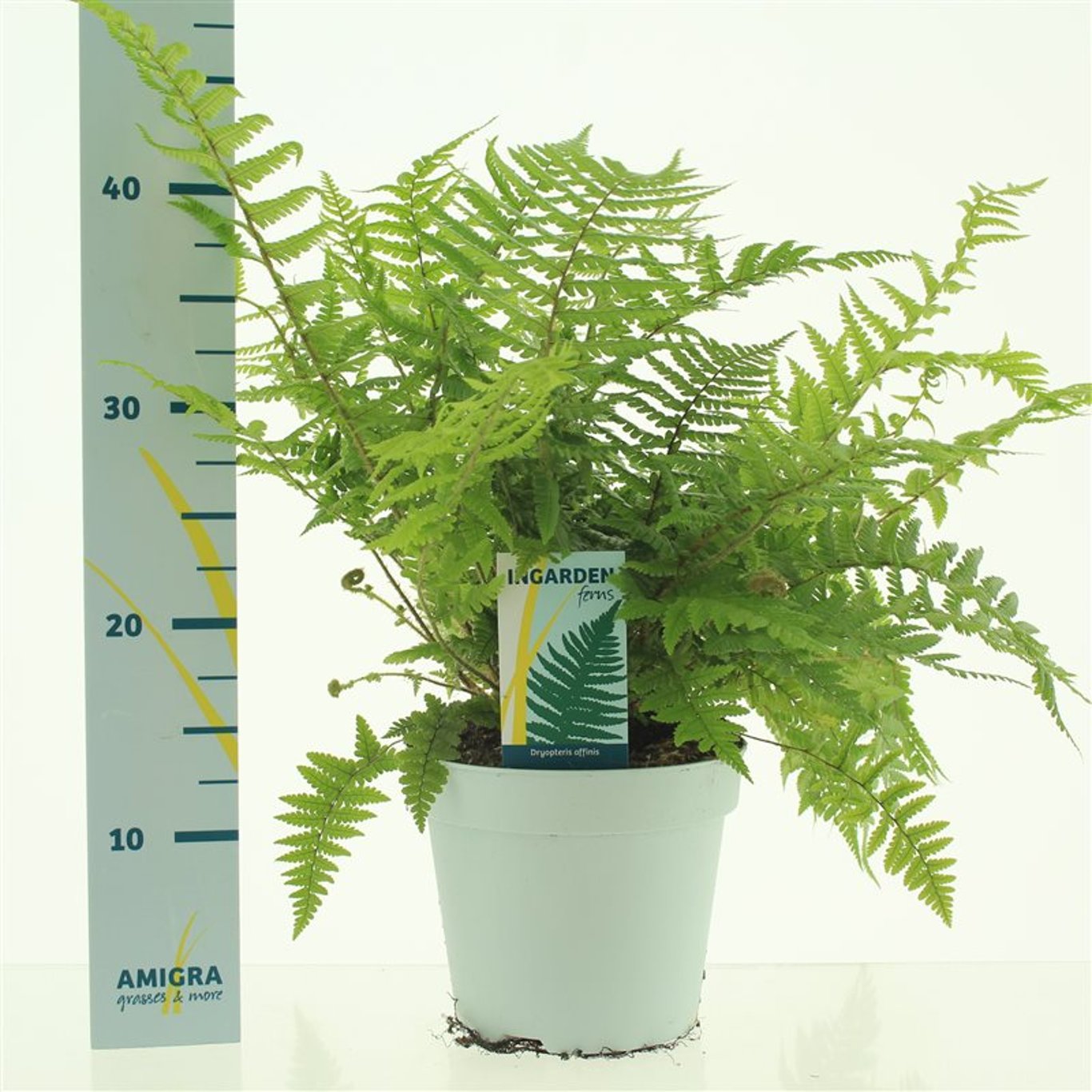 Dryopteris affinis - C2
